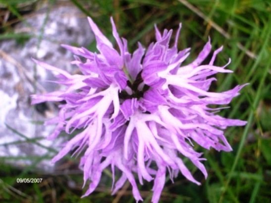 Cephalanthera damasonium, Orchis italica